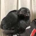 取下げ：カラスのヒナを保護しています。里親様急募で