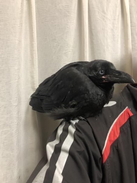 取下げ カラスのヒナを保 大阪府 鳥の里親募集 ペットのおうち 月間利用者150万人