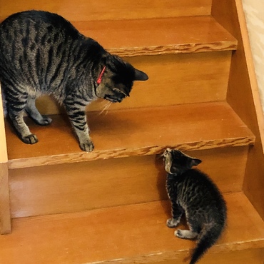 サバ君とばく
