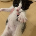 生後2週間未満 子猫 里親募集