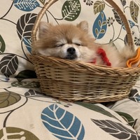 チャチャ