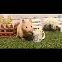 キンクマハムスター  19/05/10生まれ 