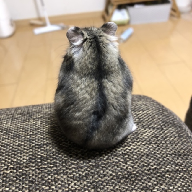 ちびことのカバー写真