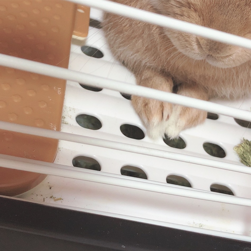 モカのカバー写真