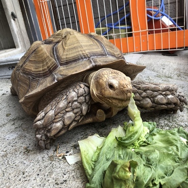 ポルナレフ始動！