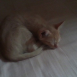 里親になりました