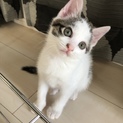 人懐っこく甘え上手な仔猫です。