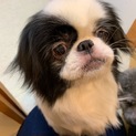 再募集！狆の茶々丸くん