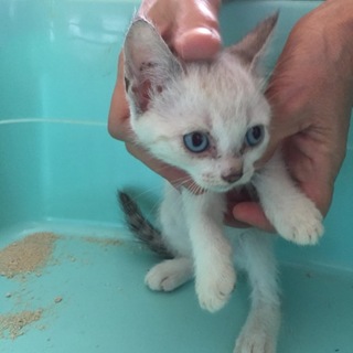 シャム猫ミックス(メス)