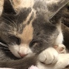 しゃけはな