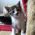 可愛い子猫が家族を探しています