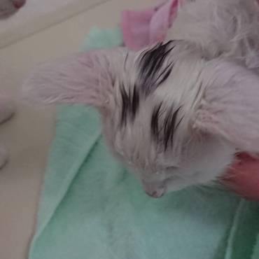 はじめてのシャンプー 暴れずちゃんと洗えた。よくできました^^