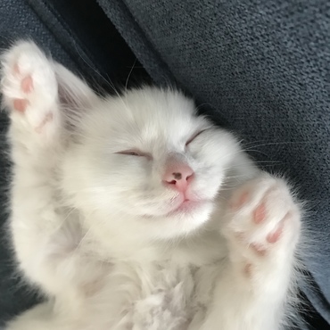 大好きなソファーで仰向け寝