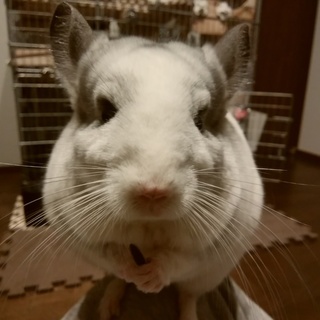 チンチラ（パイド・オス・1歳半）の里親を募集します