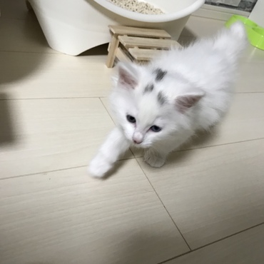 はじめてのトイレ 砂かきがおぼつかないけどちゃんとできました！えらい！