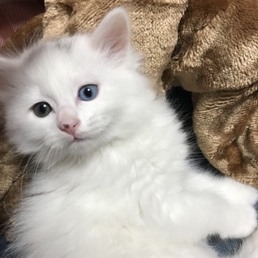 キレイなオッドアイです 気高さ120%！！