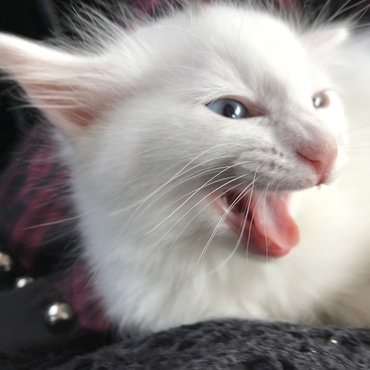 はじめての対面は非常に機嫌が悪かった 主に威嚇