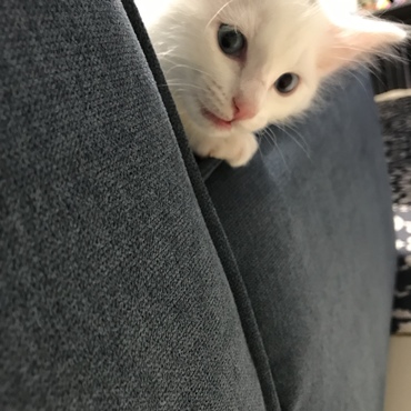 ソファー端から失礼しますにゃ