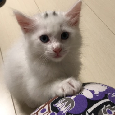 究極のかまってちゃん