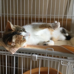 グーパーします