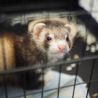 マーシャルフェレット女の子　2018/11生まれ