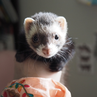 パスバレーフェレット　女の子　19/01生まれ