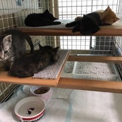「子猫のぎうぎう里親会」 ~保護猫シェアハウス・育む~
