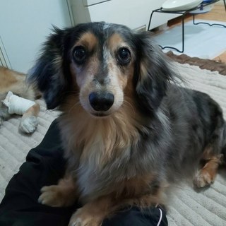 里親さん、決定しました。ありがとうございます！