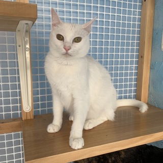 短毛メルちゃん(２枚目は姉妹の長毛、リンちゃん)