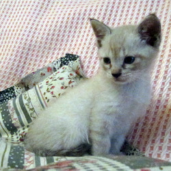 保護猫の葵ちゃん、里親決定おめでとう＾＾