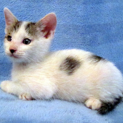 保護猫の岩ちゃん、里親決定おめでとう＾＾／