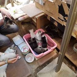 多頭崩壊の宅の保護活動