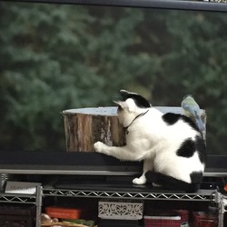 里親さんからの報告〜とび蔵くん。