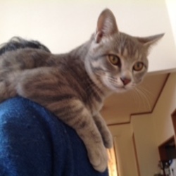 里親さんからの報告〜かん太くん。