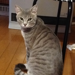 「里親さんからの報告〜かん太くん。」サムネイル2