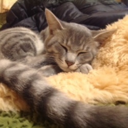 「里親さんからの報告〜かん太くん。」サムネイル3