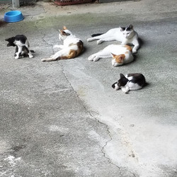 飼い主が居なくなった猫たち。