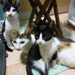 「飼い主が居なくなった猫たち。」サムネイル2