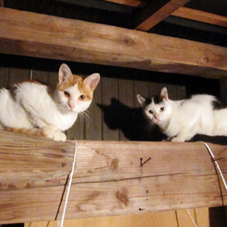 「飼い主が居なくなった猫たち。」サムネイル3