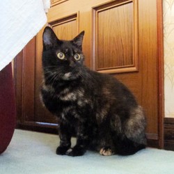 保護猫の公ちゃん、里親決定おめでとう＾＾／