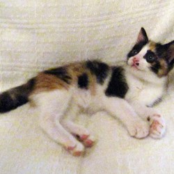 鍵しっぽの三毛猫〜きいちゃん。