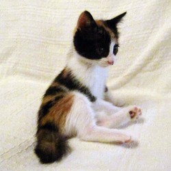 「鍵しっぽの三毛猫〜きいちゃん。」サムネイル3