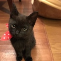 茨城からの保護猫 黒猫の女の子(3ヶ月)