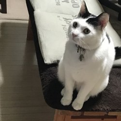 里親さんからの報告〜とび蔵くん：その2