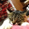 こゆ