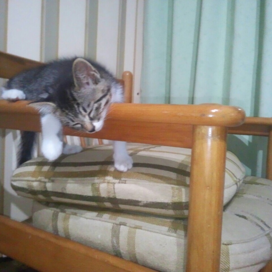 こゆのカバー写真