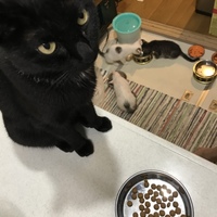 りんごちゃん
