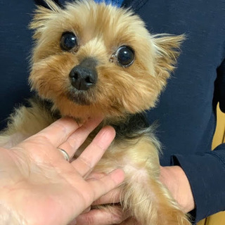 令音（れいん）フレンドリーなヨーキー