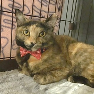 【くるみ】そーっと甘えさせて欲しい女の子