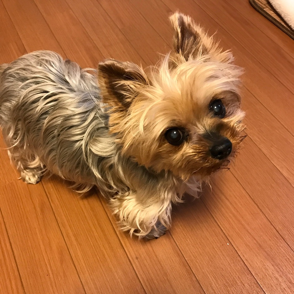 ソアラのカバー写真